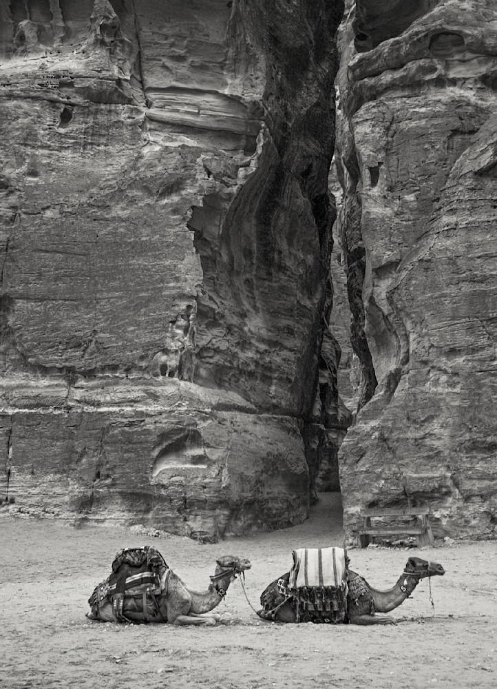 Camels At Petra Photography Art | Alina Marin-Bliach Photography/alinabstudios LLC