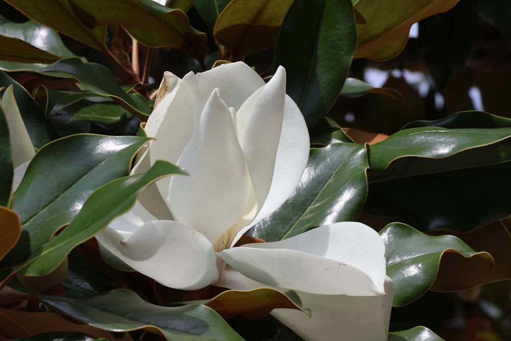 Magnolia Blooming  Art | Donna Starnes Creative