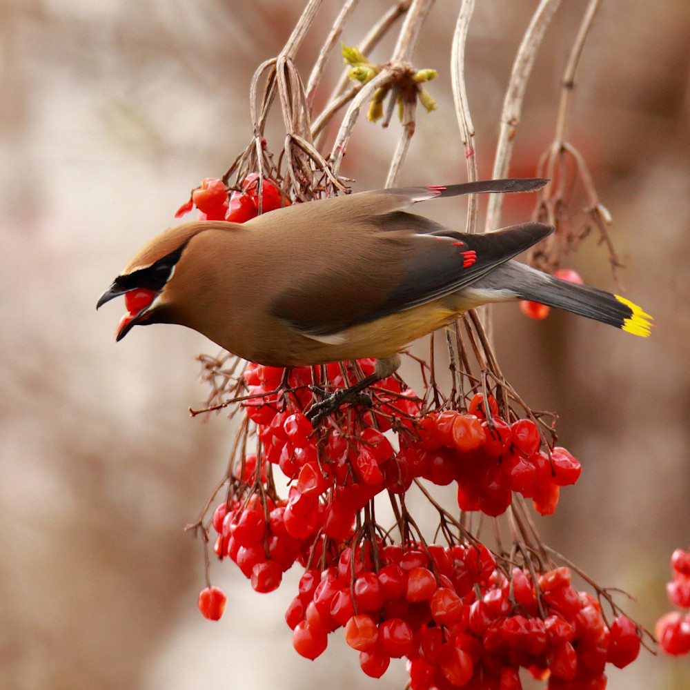 Cedar Waxwing Photography Art | Michael Brinkley Nature Photography