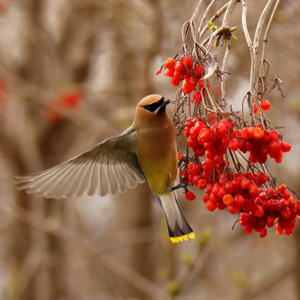 Cedar Waxwing Flying Photography Art | Michael Brinkley Nature Photography