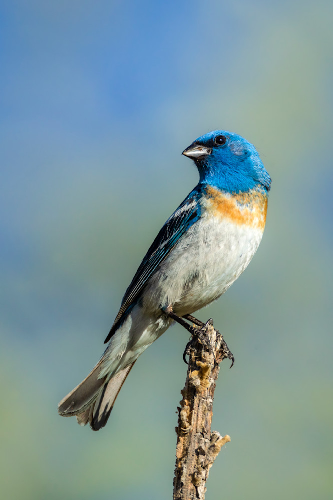  "Songbird Serenade: Male Lazuli Bunting's Melody In Montana" Photography Art | D. Robert Franz Photography