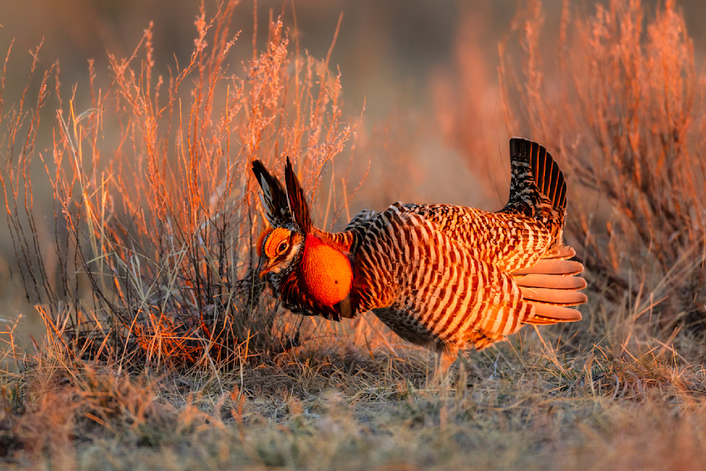"The Dance Of The Plains" Photography Art | D. Robert Franz Photography