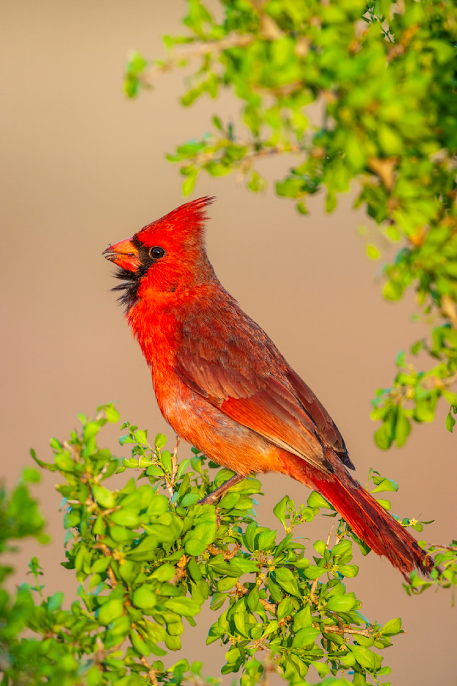  "A Crimson Serenade: Male Cardinal's Song In Spring" Photography Art | D. Robert Franz Photography