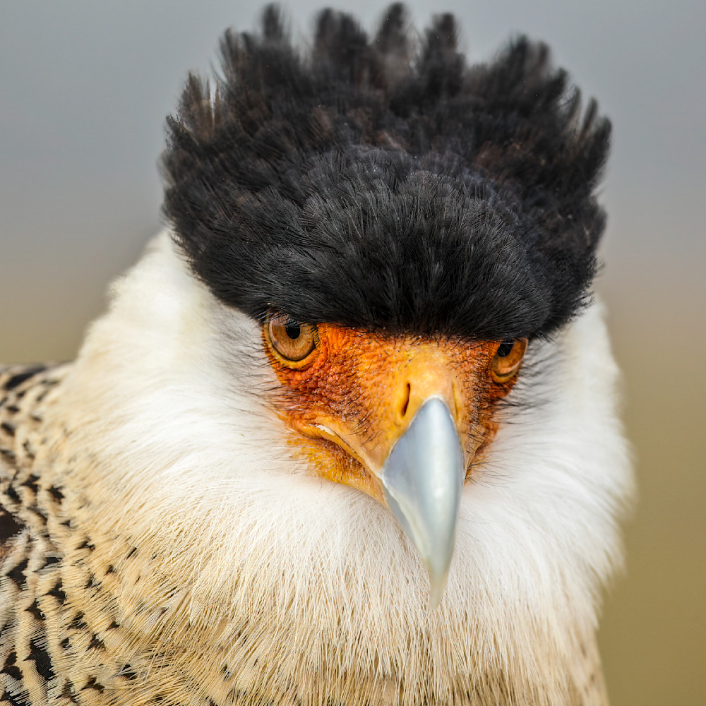 "Texas Falcon" Photography Art | D. Robert Franz Photography