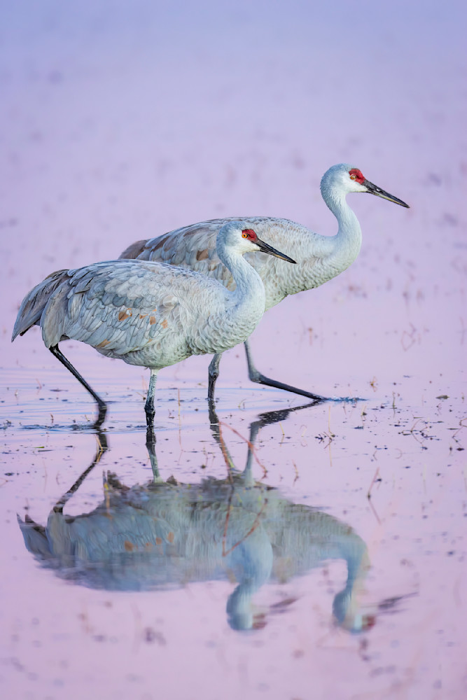"Harmony At Dusk: Sandhill Cranes Wading In Pastel Waters" Photography Art | D. Robert Franz Photography