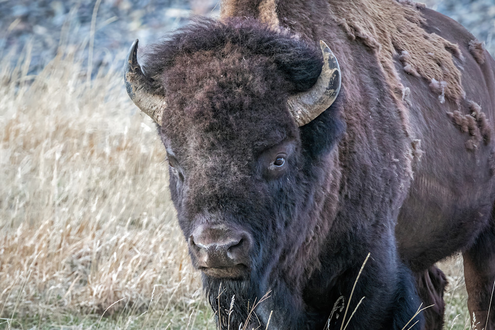 Tco   Bison Bull Stand Off Art | Open Range Images