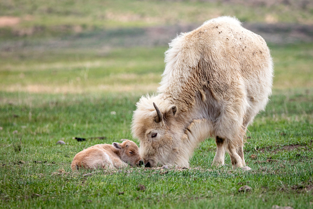 Tco   White Buffalo And Calf Sharing A Moment Art | Open Range Images