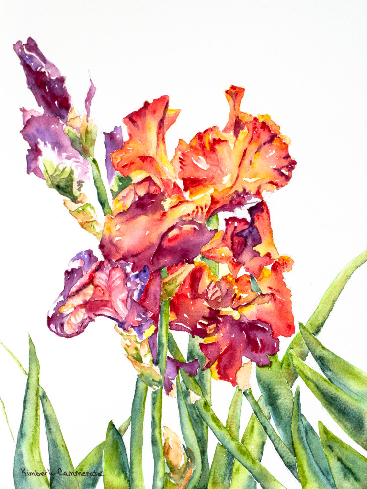 Iris, Firenze Sei Art | Kimberly Cammerata - Watercolors of the Sun: Paintings of Italy