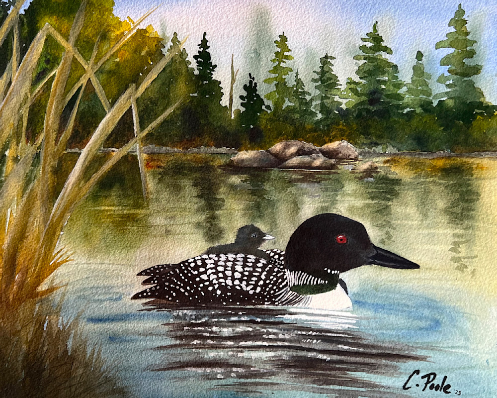 Loon Hatchling Art | Cate Poole Water Colors