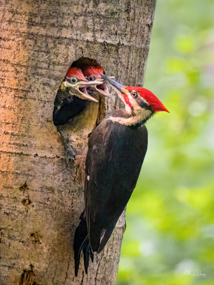 Papa Pileated Woodpecker and Chicks