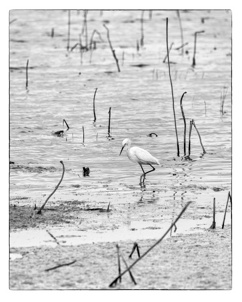 Sticks Photography Art | Julie Chapa Photography