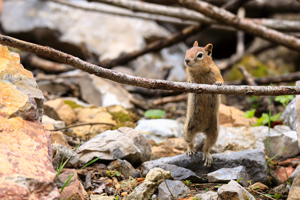 The Inquisitive Whiskered Watcher Photography Art | Amber Louise Photography