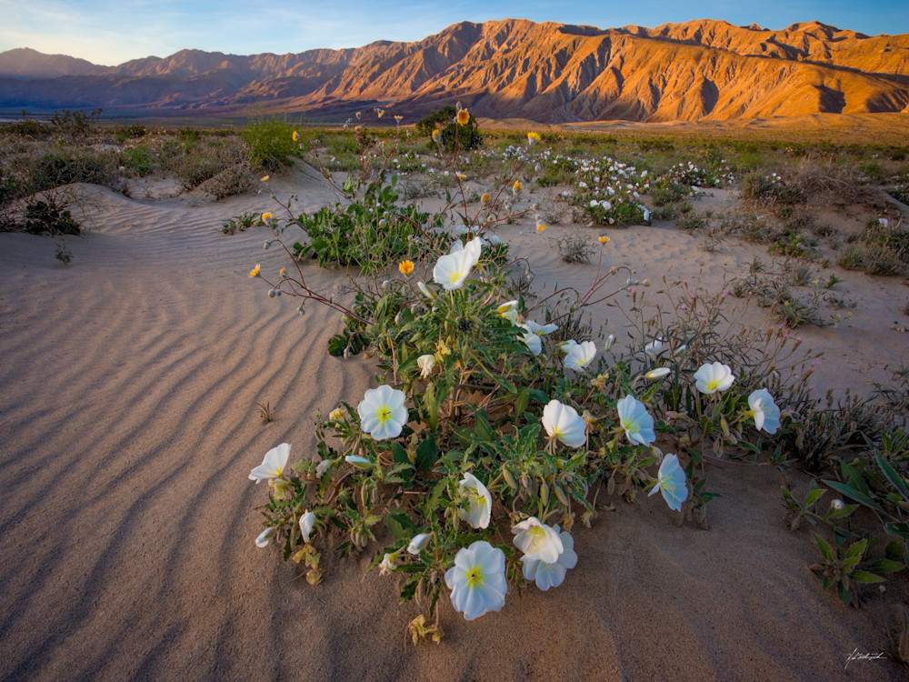 Desert Prim Rose blooms in the Sonoran desert, Anza Borrego State Park.