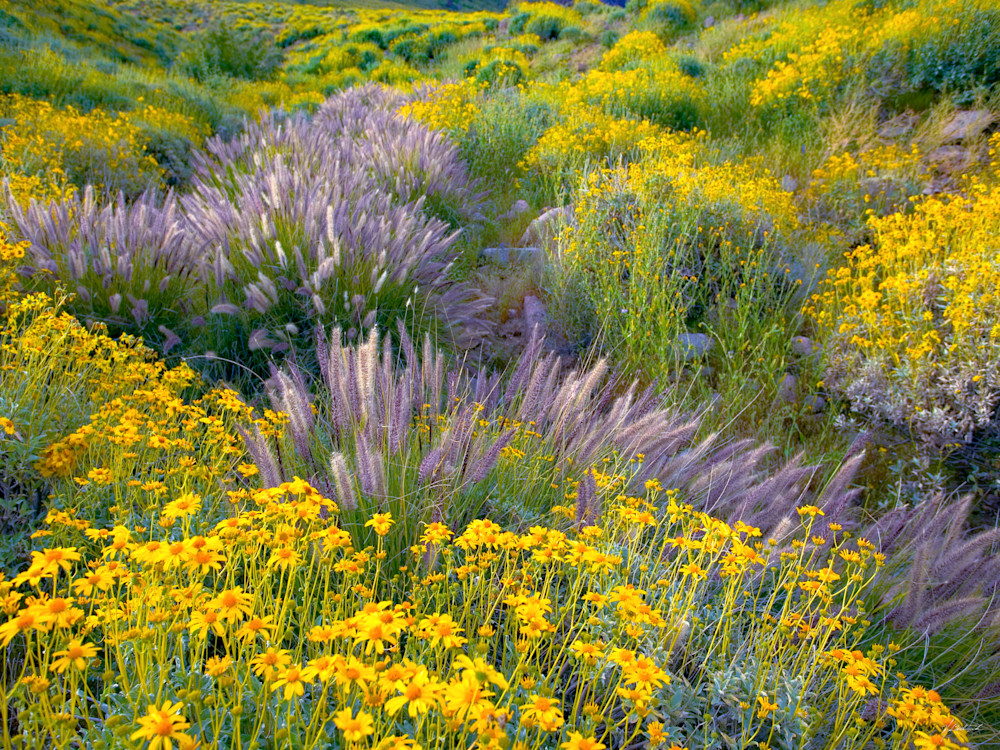 Brittle Brush blooms in early spring in the foothill of the Superstion Mountains.