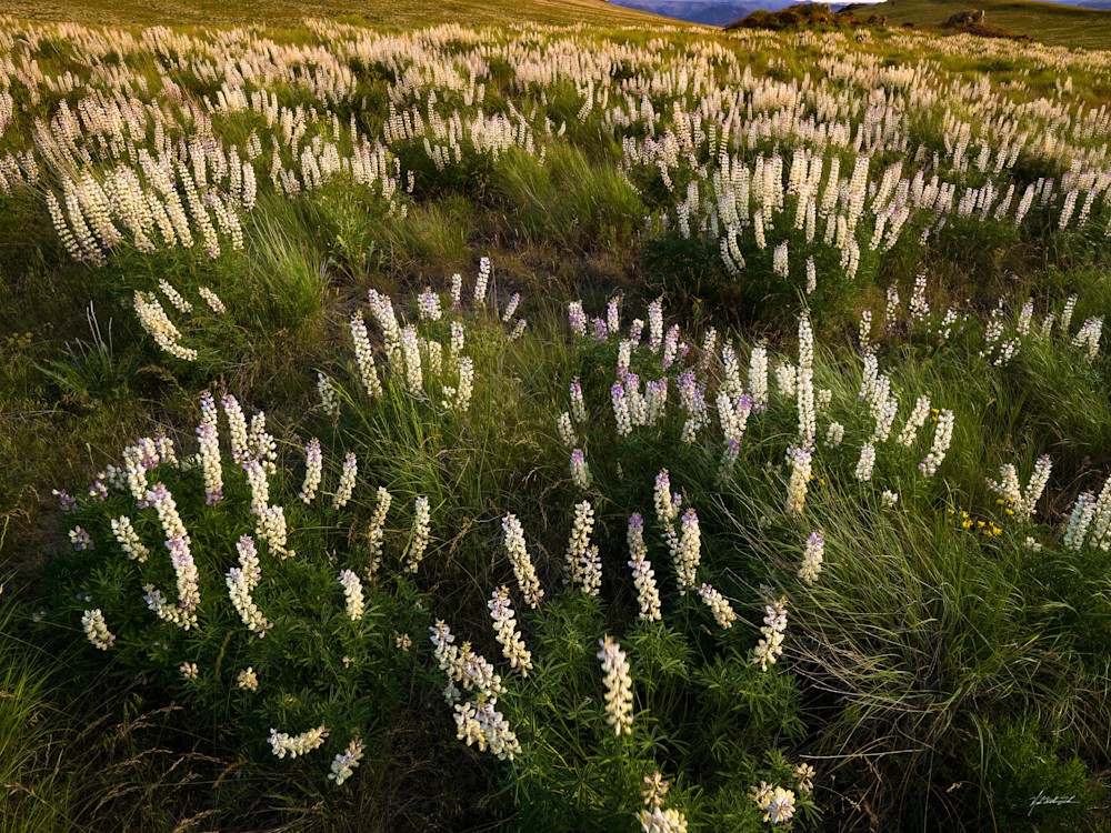 Lupine bloom in the rolling hill near 3 fingers gulch, Owyhee Desert.