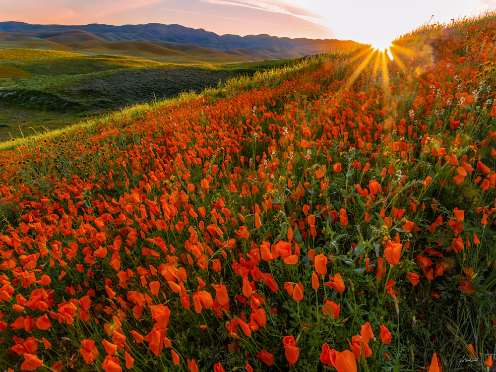 Radiant poppy fields and mesmerizing sunsets embrace California's Carrizo Plain, painting an ethereal tapestry of natural beauty.