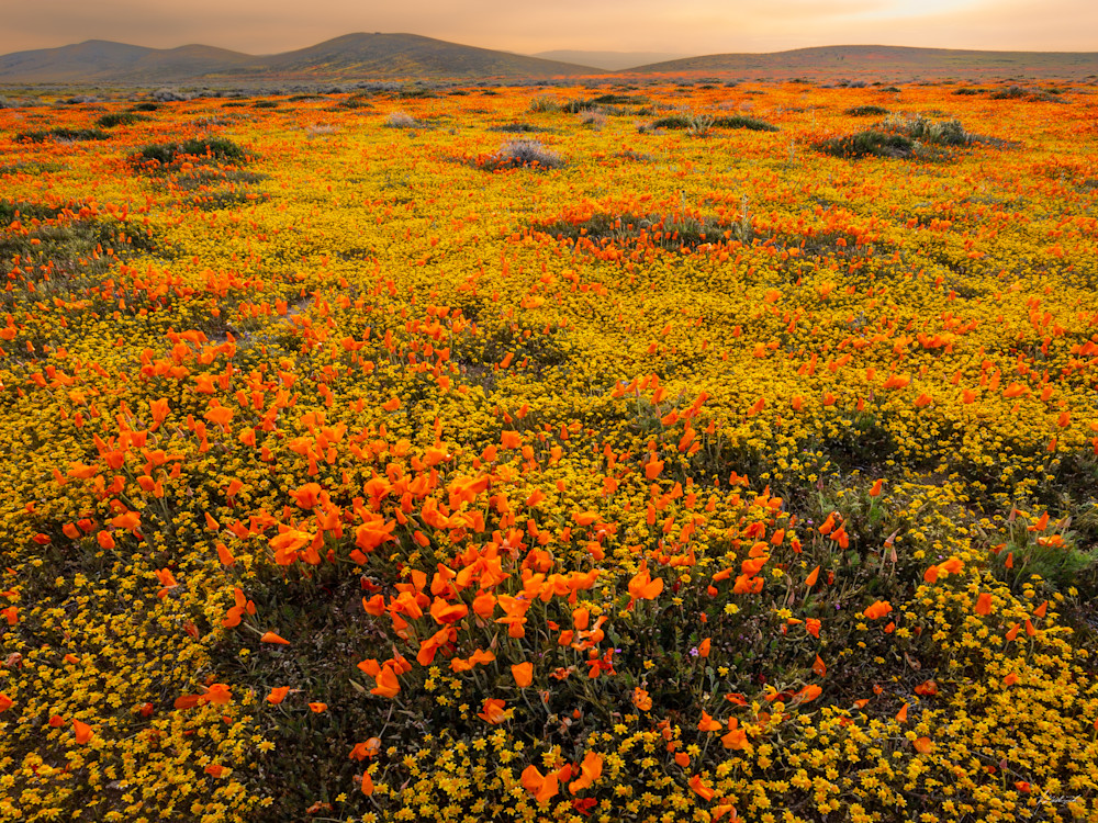 Against a smoky sky, the poppy bloom illuminates the landscape with a vivid burst of color.