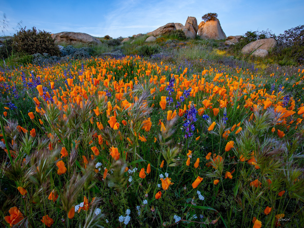 A vibrant sea of wild poppies gracefully blooms amidst the rocky foothills of Hemet, California, adding a burst of color and serenity to the natural landscape.
