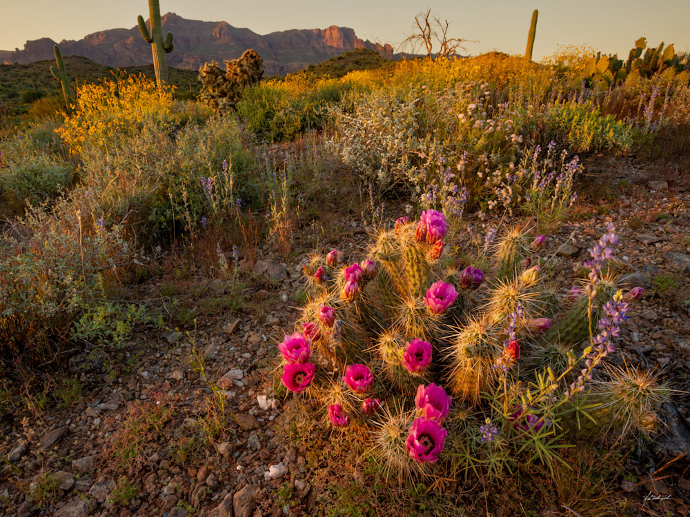 Amidst the majestic Superstition Mountains, a stunning juxtaposition unfolds as the warm tones illuminate the Hedgehog Cactus and Lupine in a captivating display of desert splendor.