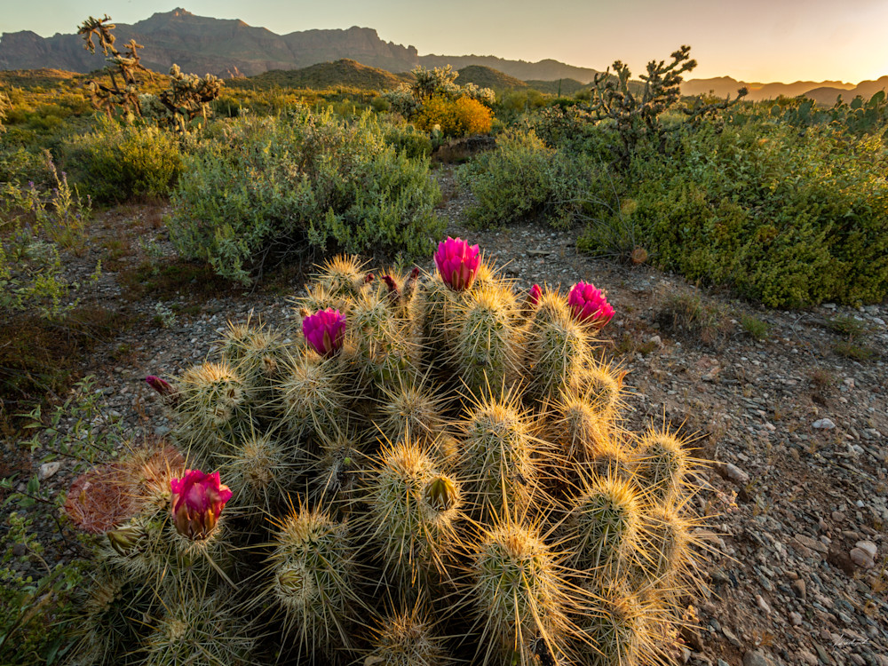 As the sunrise graces the horizon, its gentle rays illuminate the spines of an Engelman Cactus cluster, creating a stunning display of light and shadow.