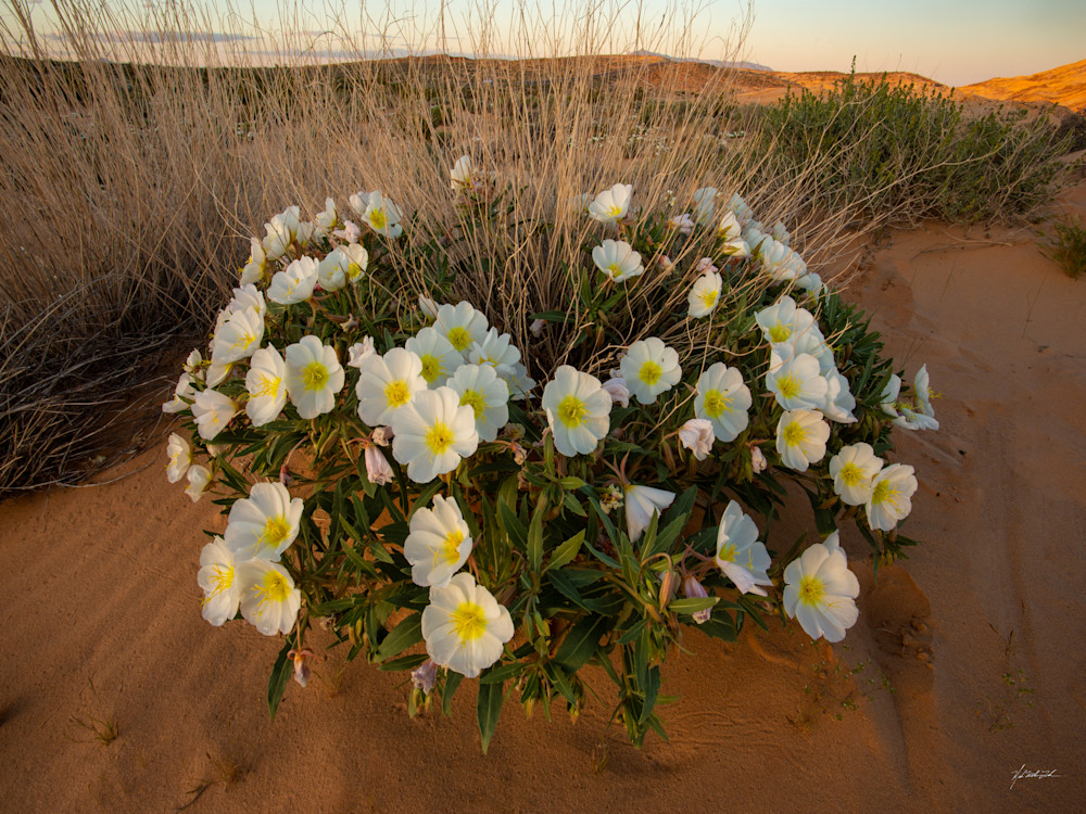 Like delicate gems scattered upon the sandy floor, Primrose blooms grace the Valley of Fire State Park.