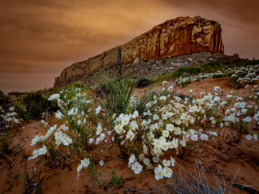 Beneath an ominous sky, a resilient primrose stands tall near Bluff, Utah, defying the atmospheric drama with its vibrant presence.