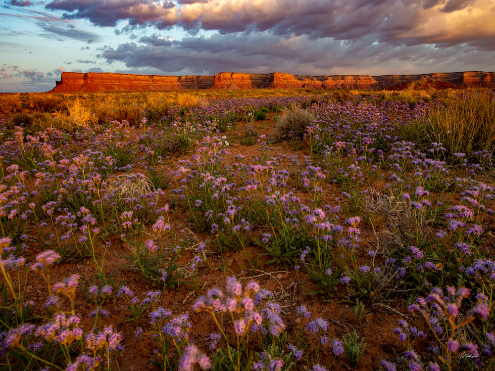 The desert floor beneath the Cedar Mesa in Utah is adorned with a vibrant carpet of cleftleaf wilheliotrope, painting the arid landscape with bursts of purple hues.