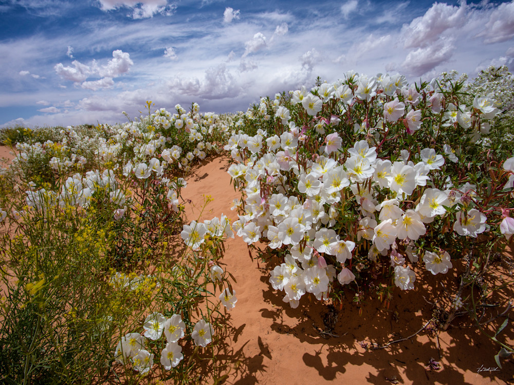 Soft primerose on the Utah desert floor finds its ethereal reflection in the clouds above, creating a harmonious dance between earth and sky.