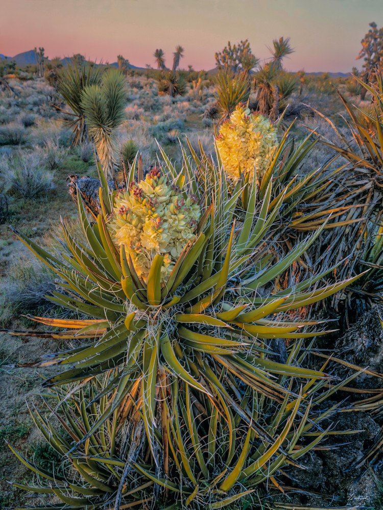 Spanish Dagger (Yucca)  blooms in Mojave Preserve, California.