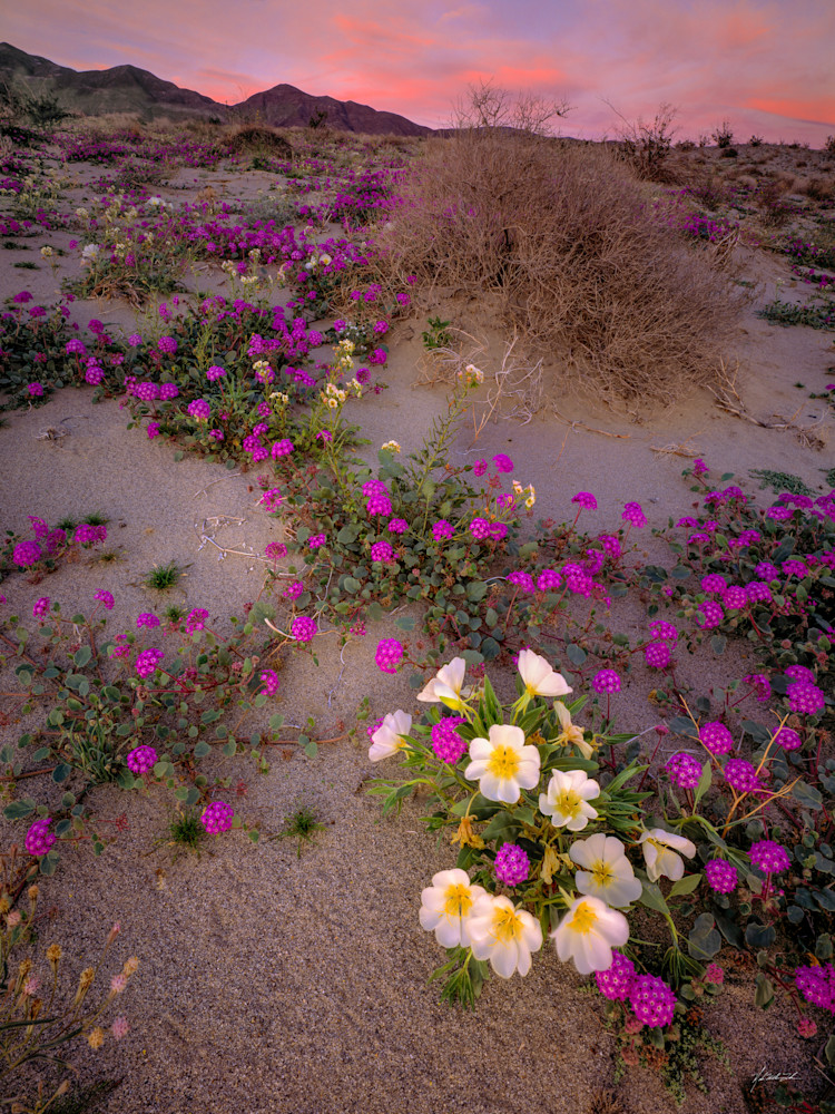 Desert Primrose blooms at night in the harsh Sonoran Desert in Anza Borrego State Park, California.