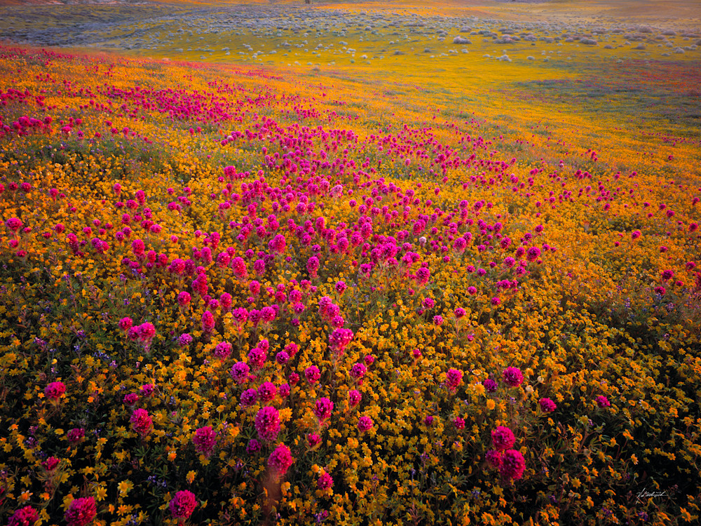 Gold Fields and Owls Clover cover the Sonoran Desert floor in California's Antelope Valley.