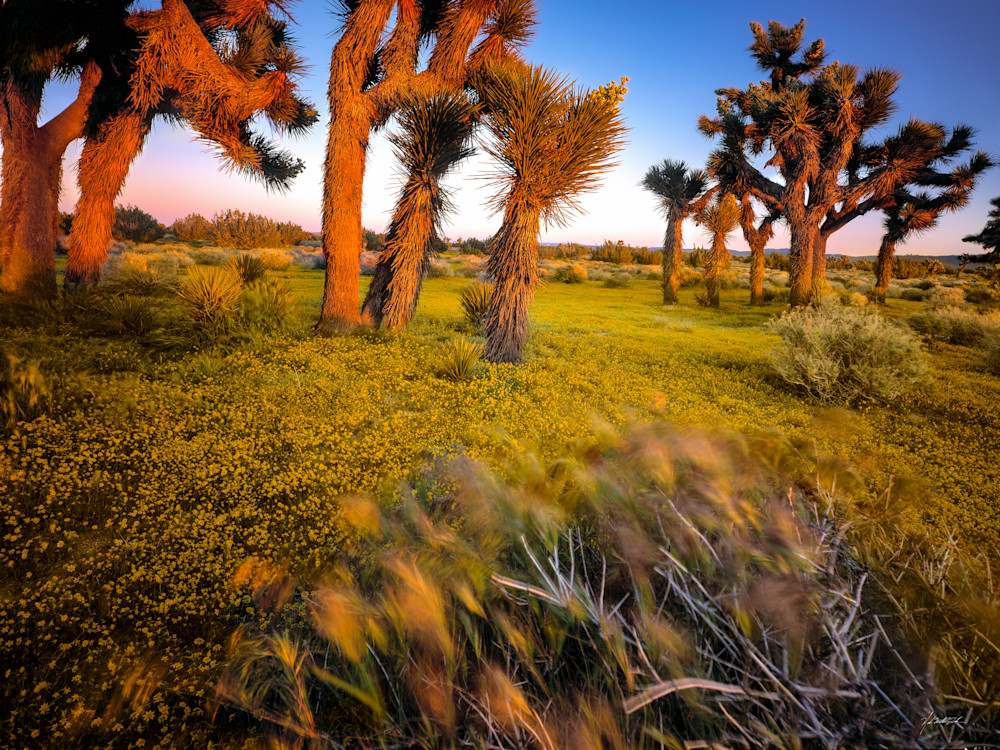 Long grasses and Gold Fields cover the desert floor below majestic Joshua Trees on the Mojave Desert of Southern California.