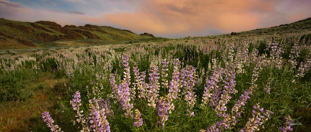 Lupine blossoms amidst the rugged beauty of the Owyhee Desert near Three Fingers Butte.