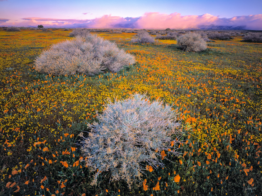 A snow storm hangs above the poppy filled Mojave desert in California's Antelope Valley.