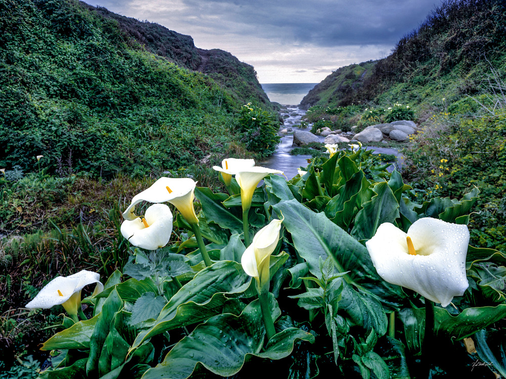 Calla Lilies bloom along an ocean side creek on its way to the Pacific near Big Sur, California.