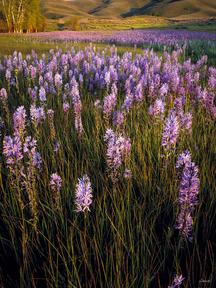 Purple Camas blooms on the wide open sweeping hillsides near Fairfield Idaho.
