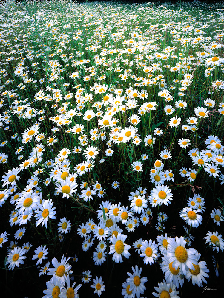 White Composit Daisys blanket the hillsides of north Idaho near St. Maries.