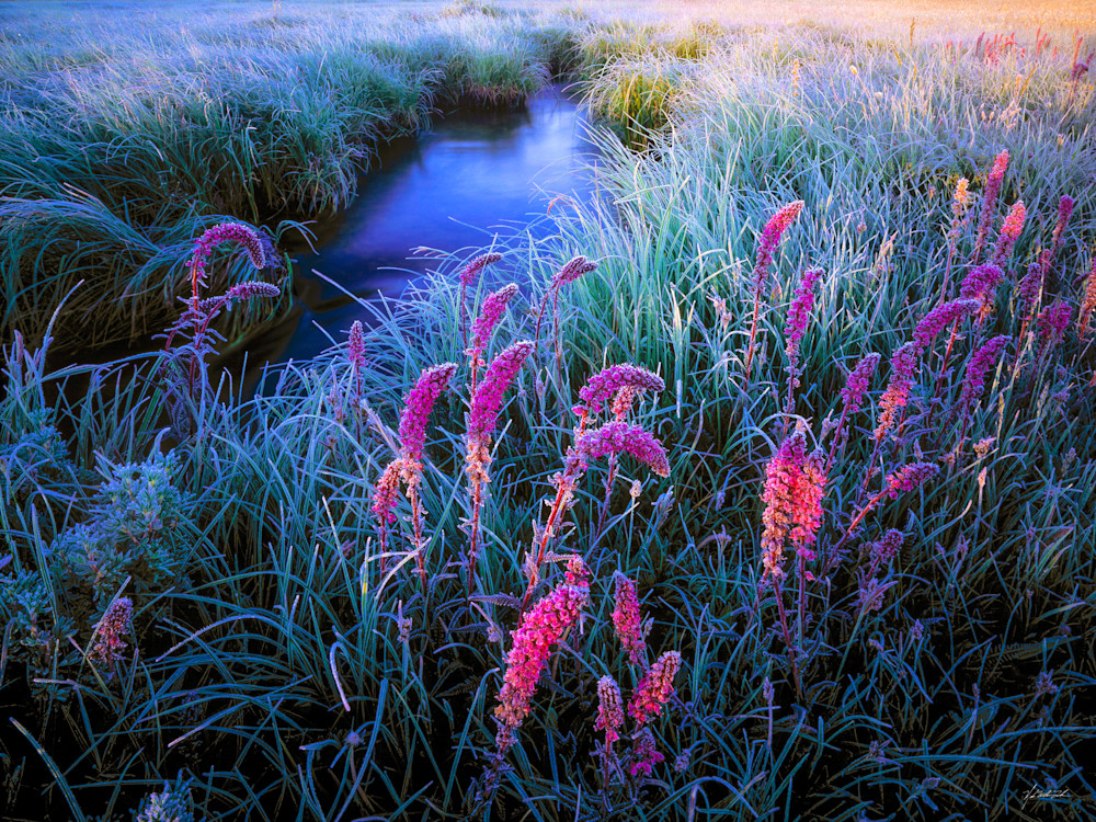Elephant Head blooms on Meadow Creek in the Sawtooths Wilderness Area of Central Idaho.