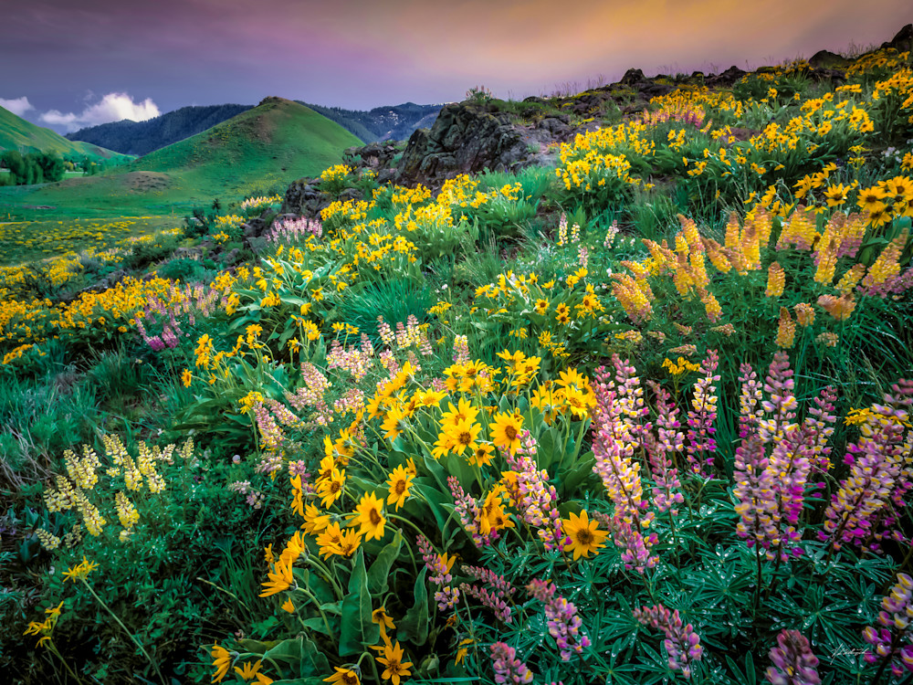 Lupine and Balsam Root  blow in a cool spring breeze in the Ketchum foot hills.
