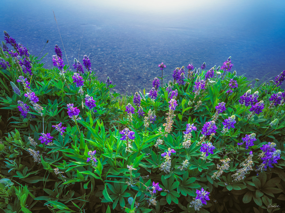 Lupine blooms on the shoreline of Bear Valley Creek on the edge of the Frank Church Wilderness.