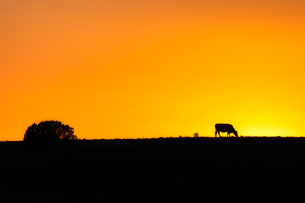 Cow in Silhouette - Comanche  NationalGrasslands fine-art photography prints