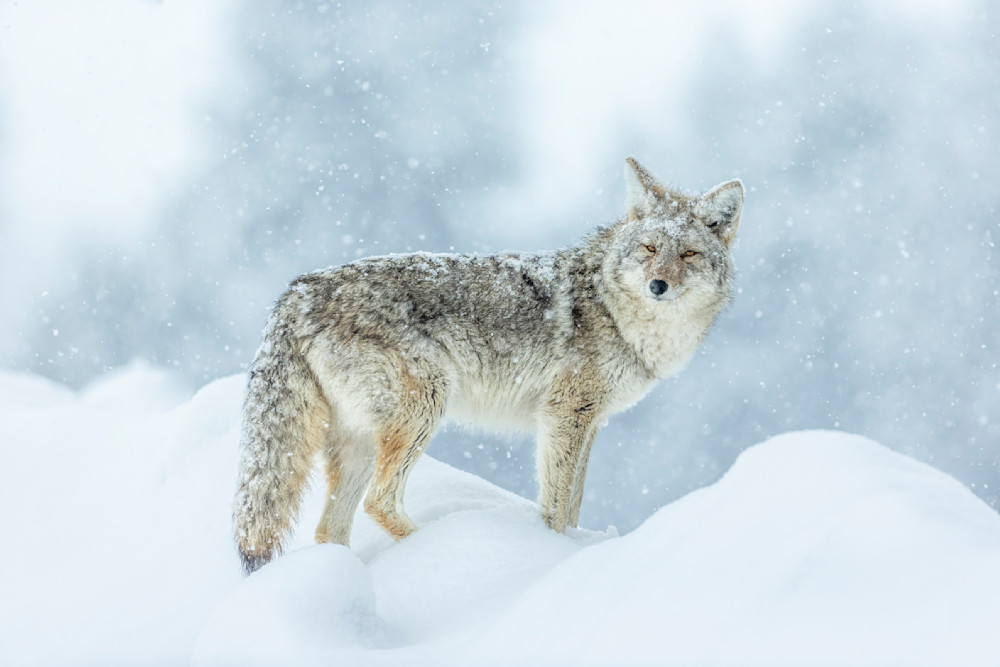 "Winter's Guardian: A Watchful Coyote In Yellowstone's Snowy Domain" Photography Art | D. Robert Franz Photography