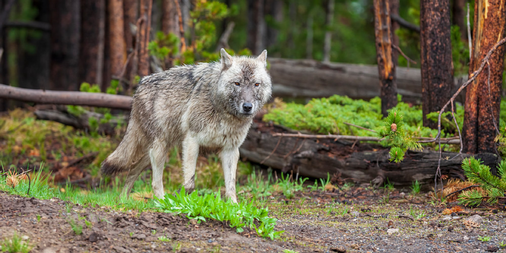 "A Wary Encounter: Yellowstone Gray Wolf At The Forest's Edge" Photography Art | D. Robert Franz Photography