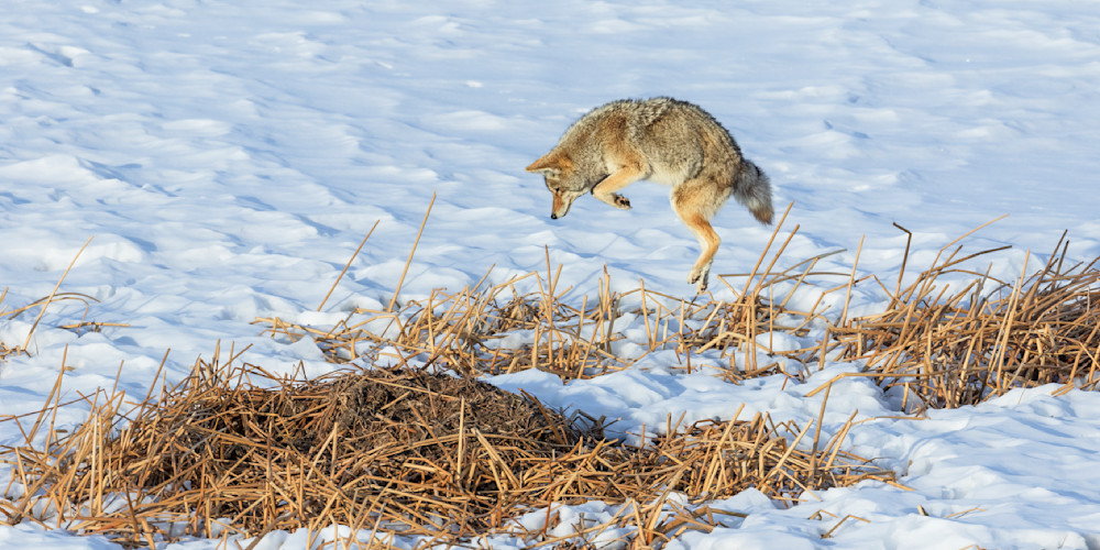  "Winter's Hunter" Photography Art | D. Robert Franz Photography