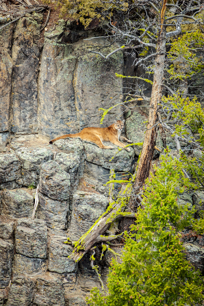 "In The Realm Of The Cougar: A Yellowstone Encounter" Photography Art | D. Robert Franz Photography