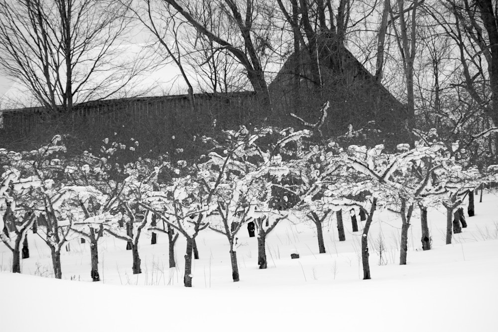 Snow Covered Cherry Farm Photography Art | Julie Chapa Photography