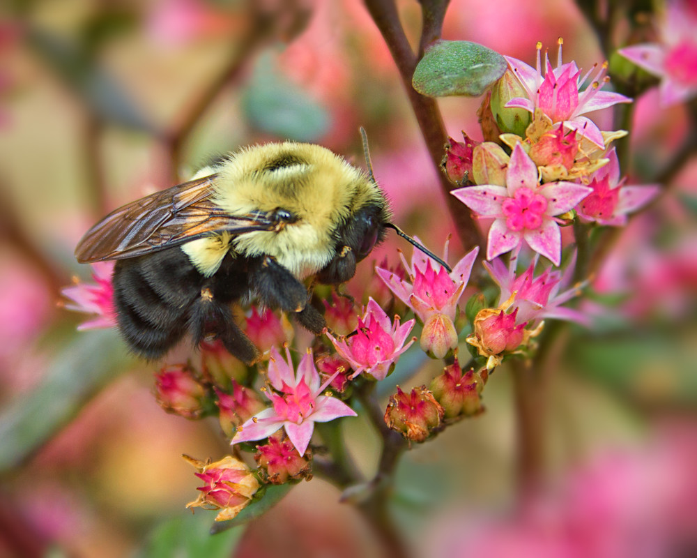 Bumble Bee Photography Art | Julie Chapa Photography