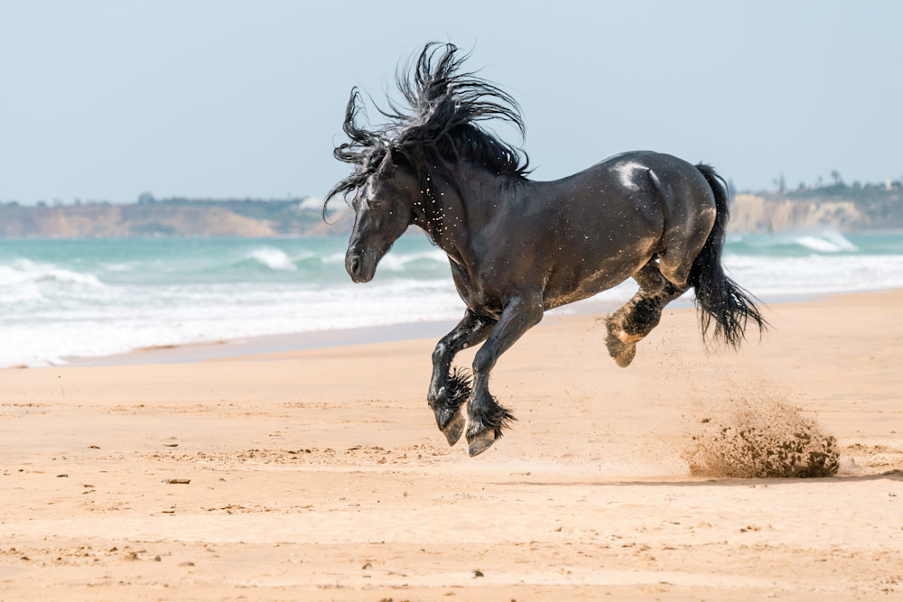 Horses | Joy Ride