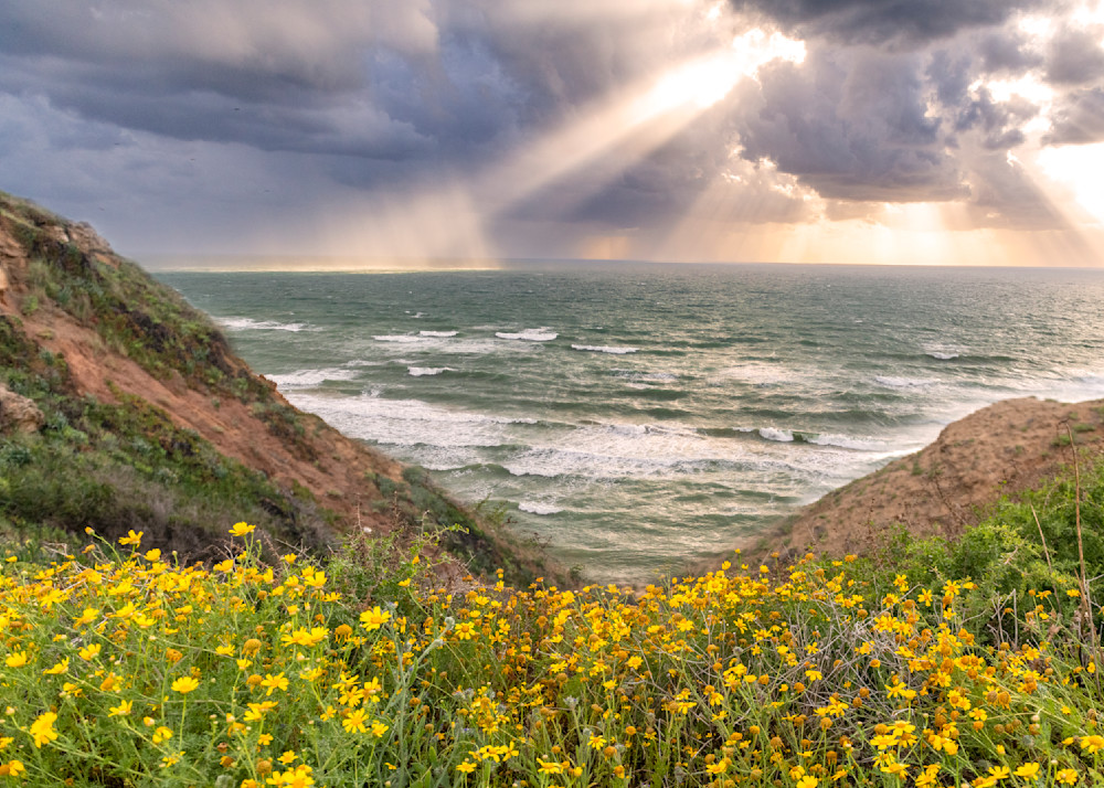 beautiful photo of sunrays poking through clouds over stormy sea with flowers and dunes in foreground