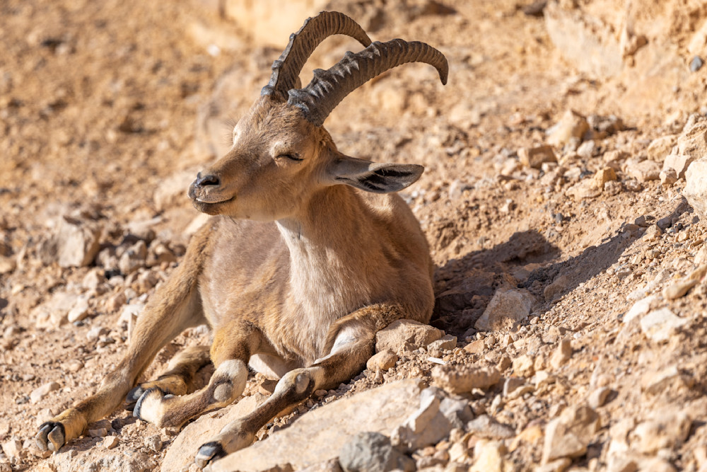 Ibex resting and basking on desert hillside in warm glow of morning sun